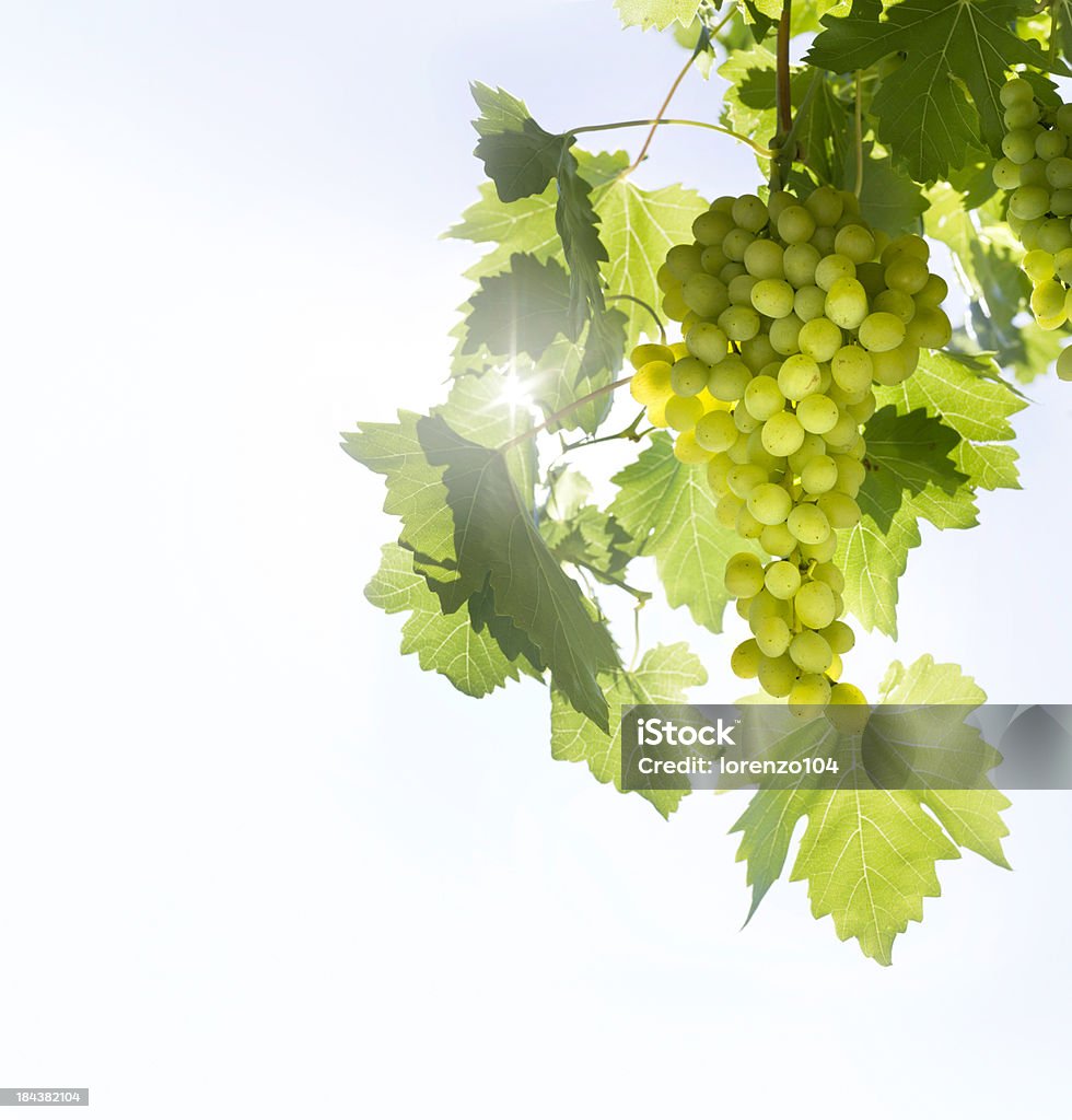 Raisin vert sur la vigne - Photo de Aliments et boissons libre de droits