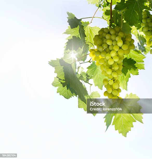 Photo libre de droit de Raisin Vert Sur La Vigne banque d'images et plus d'images libres de droit de Aliments et boissons - Aliments et boissons, Automne, Beauté de la nature