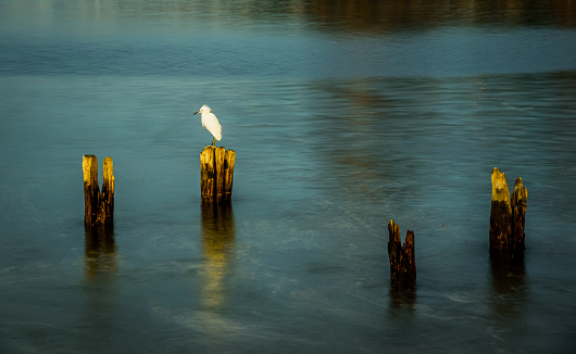 The snowy egret (Egretta thula) is a small white heron. The snowy egret is native to North, Central and South America. It is present all year round in South America.