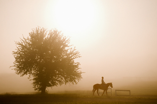Horse and rider in the morning fog with the sunrise behind a lone tree in a pasture with dew on the grass