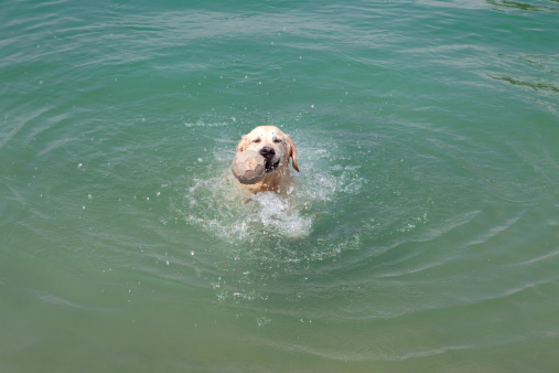 Golden Retriever chasing a ball in the lake.