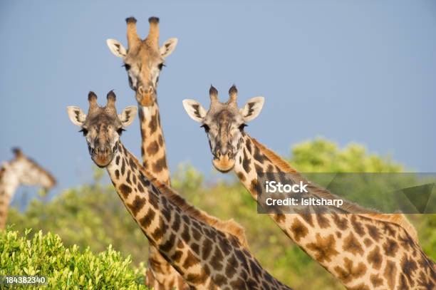 Giraffes - zdjęcia stockowe i więcej obrazów Żyrafa - Żyrafa, Kenia, Afryka