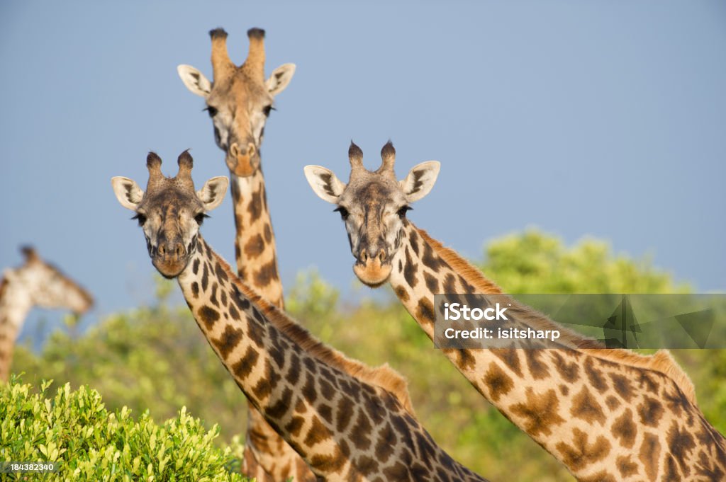 As girafas - Royalty-free Girafa Foto de stock