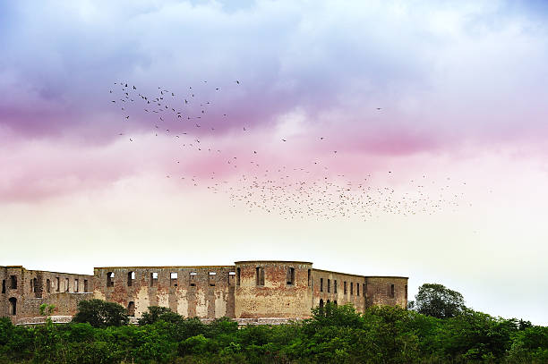 Large flock of birds taking off in sunset.