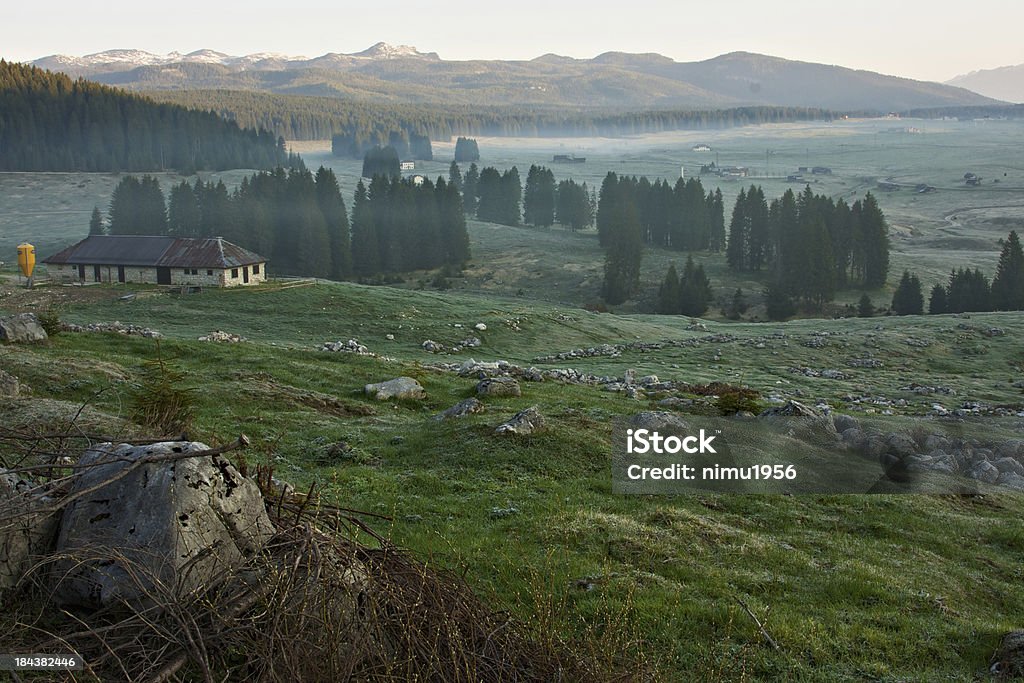 Mist de Piana di Marcesina à l'aube. Asiago haut Plateau. - Photo de Arbre libre de droits