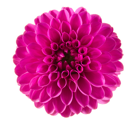 Pink flower on a white background.