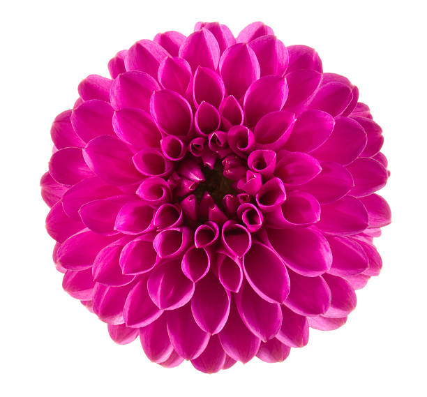 Dahlia Pink flower on a white background. deep focus stock pictures, royalty-free photos & images