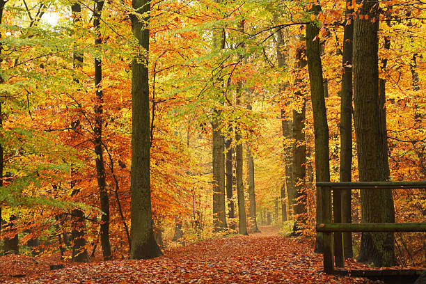 golden otoño - herbstwald fotografías e imágenes de stock