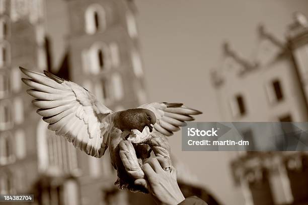 Pigeon Stock Photo - Download Image Now - Animal, Animal Body Part, Animal Wing