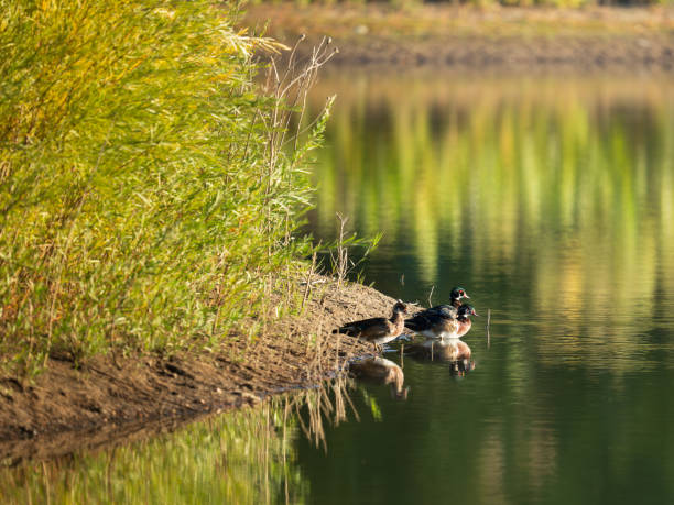 istock Wood Ducks on Colorado pond 1843827409
