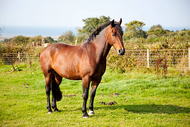 Draft horse in a meadow in the Pyrenees mountains in the southern Alps.