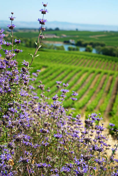 uva di vigneto di napa in california, fiori sfondo & vigneti e cantina - napa napa valley california flower foto e immagini stock