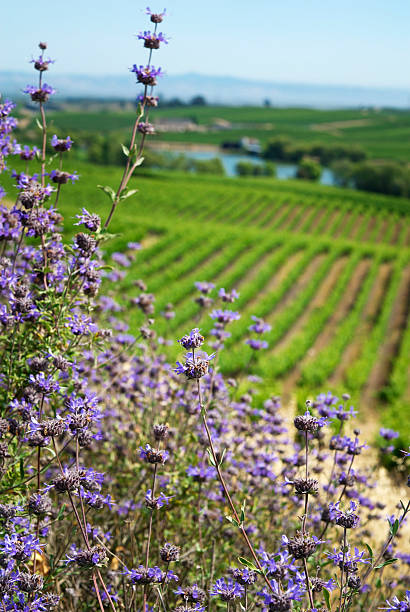 winogrono winnica napa w kalifornii, winiarnia kwiat & vines tle - vineyard napa valley california vertical zdjęcia i obrazy z banku zdjęć