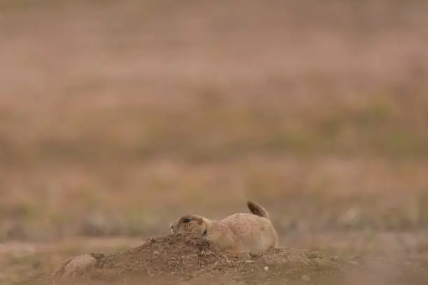 Blacktailed Prairie dog in burrow