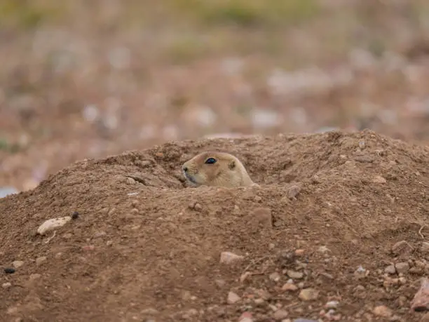 Blacktailed Prairie dog in burrow