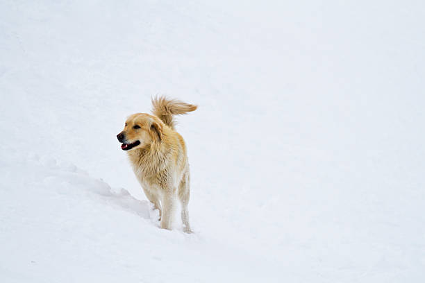 istock dog in the snow 184383117