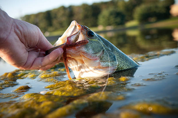 lipping ein bass - fishing worm stock-fotos und bilder