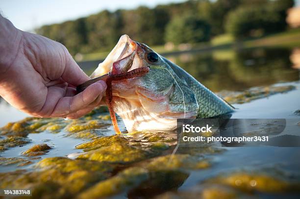 Lipping A Bass Stock Photo - Download Image Now - Fishing, Fish, Competition