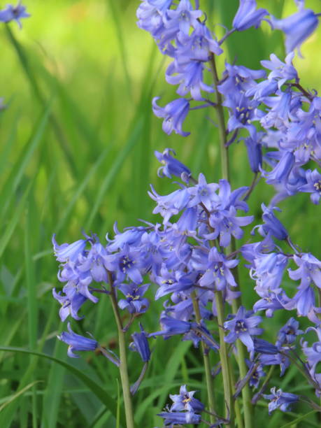 istock Bright Sweet Common Bluebell Flowers Close Up Springtime 2023 1843833040