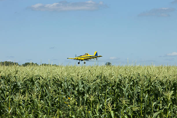 crop duster spruzzare sul campo di soia dietro mais - spraying agriculture farm herbicide foto e immagini stock