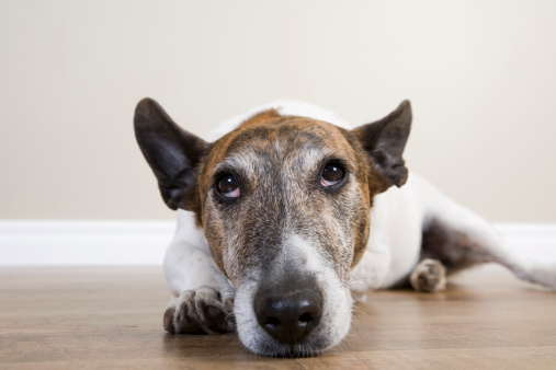 A cute brindle and white Jack Russel cross lying on wooden floor.