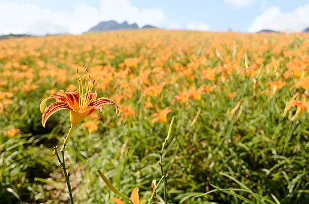 istock Golden needle flowers farm 184383356