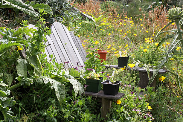 Garden Seating wood Adirondack chair in overgrown garden tropaeolum majus garden nasturtium indian cress or monks cress stock pictures, royalty-free photos & images