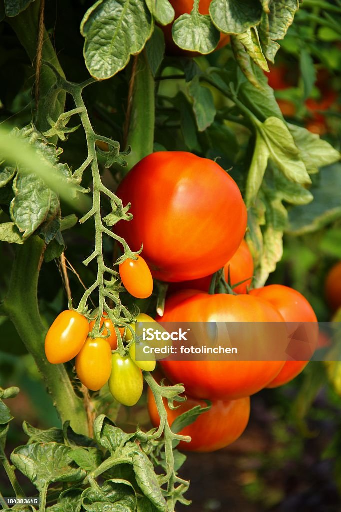 Tomaten - Lizenzfrei Tomatenpflanze Stock-Foto