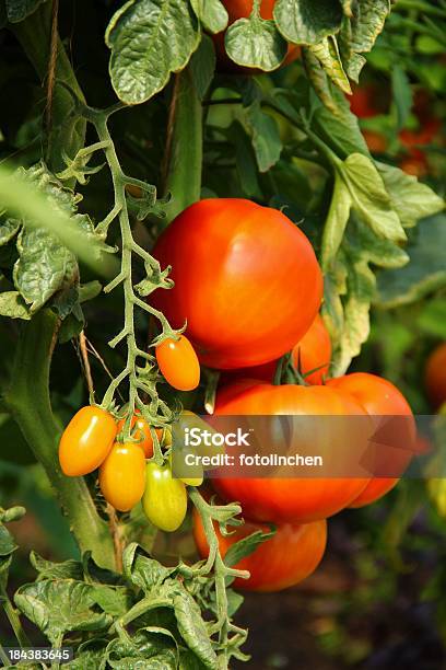 Tomaten Stockfoto und mehr Bilder von Tomatenpflanze - Tomatenpflanze, Blatt - Pflanzenbestandteile, Entwicklung