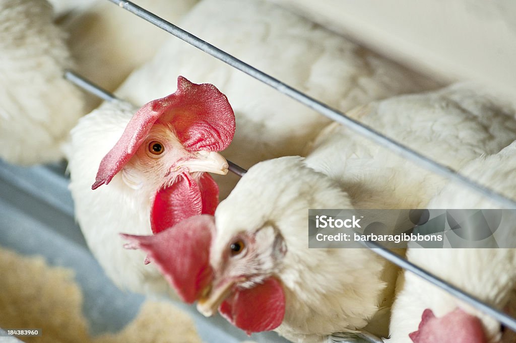 Pollo bianco. - Foto stock royalty-free di Uccello