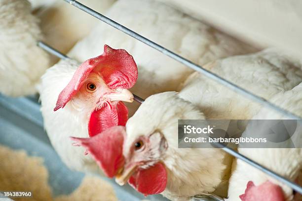 Pollo Bianco - Fotografie stock e altre immagini di Uccello - Uccello, Abbondanza, Affari