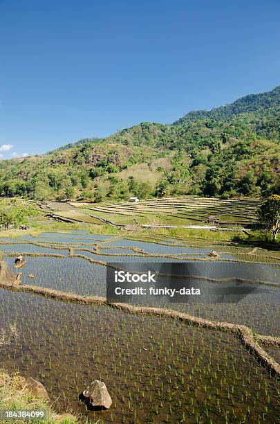 Недавно Planted Рисовые Поля — стоковые фотографии и другие картинки Азия - Азия, Без людей, Вертикальный