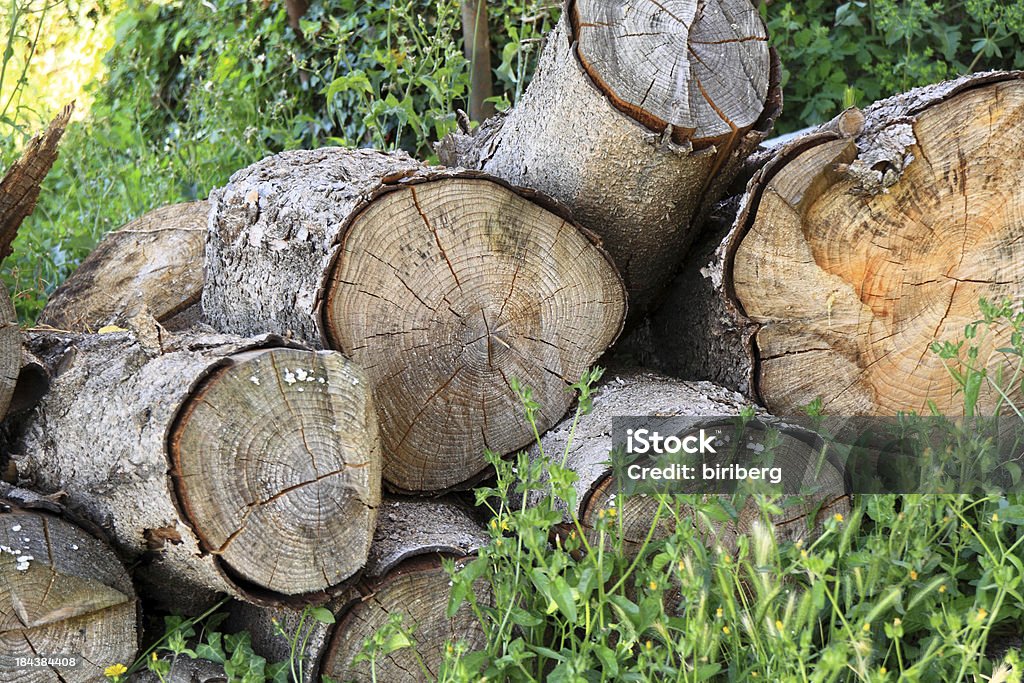 Árbol trunks - Foto de stock de Abstracto libre de derechos