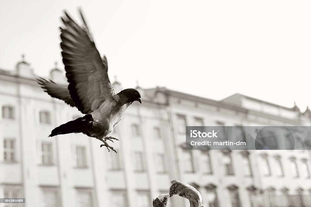 Krakow Flying pigeon in Krakow Animal Stock Photo