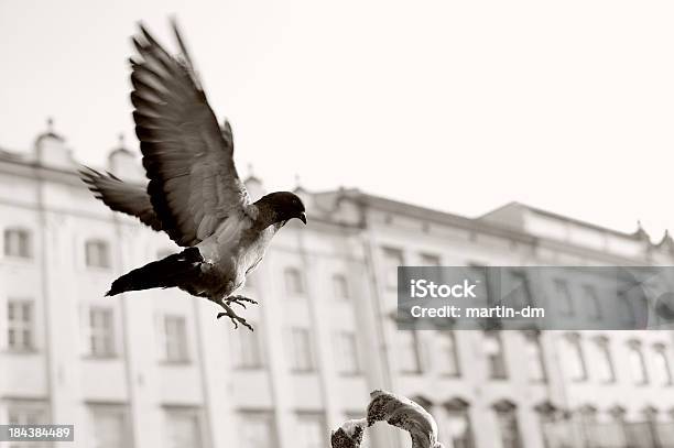 Krakow Stock Photo - Download Image Now - Animal, Animal Body Part, Animal Wing