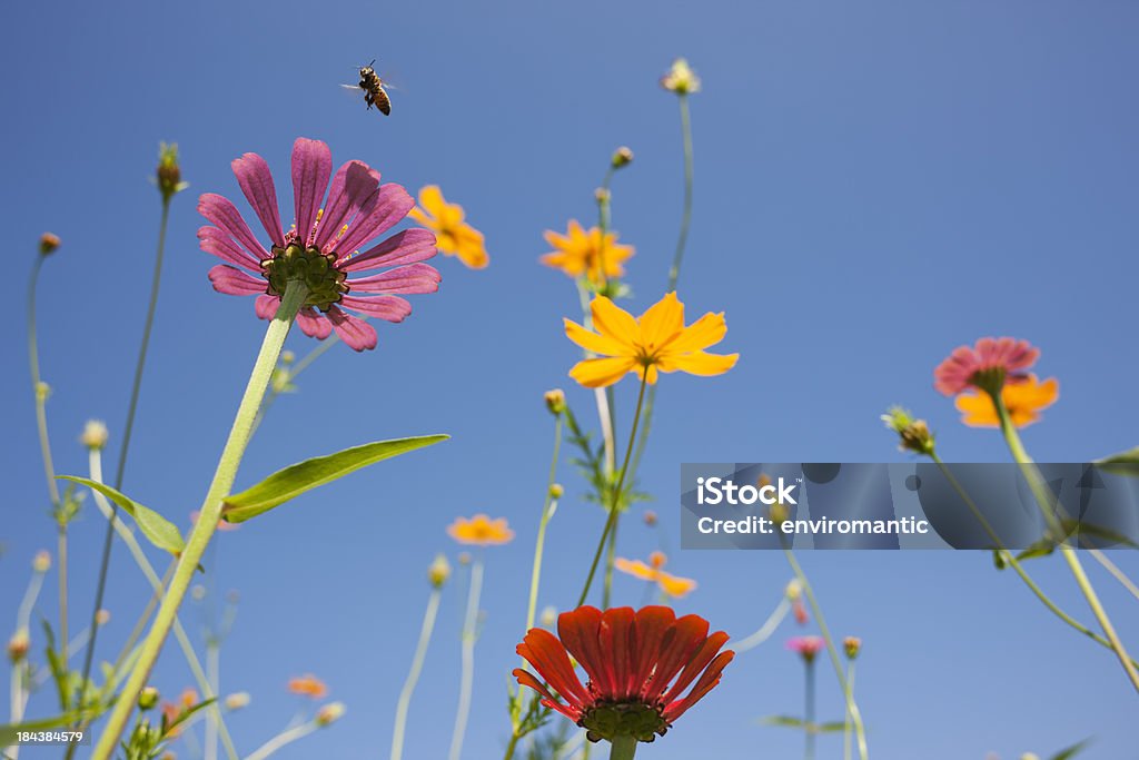 Belles fleurs sauvages dans la Prairie. - Photo de Asie libre de droits