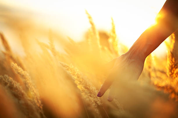 istock Harvest in the morning 184384609