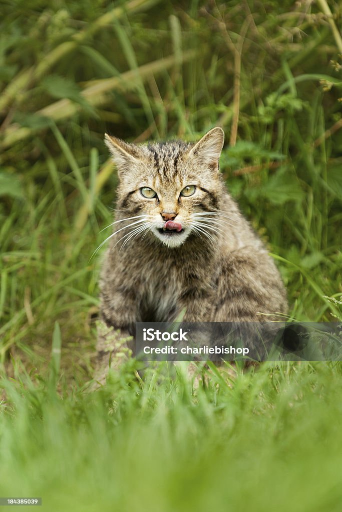 Su gato salvaje escocés relamerse el labio - Foto de stock de Animales salvajes libre de derechos