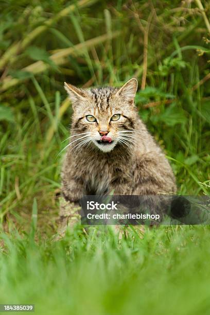 Su Gato Salvaje Escocés Relamerse El Labio Foto de stock y más banco de imágenes de Animales salvajes - Animales salvajes, Felino salvaje, Gato montés