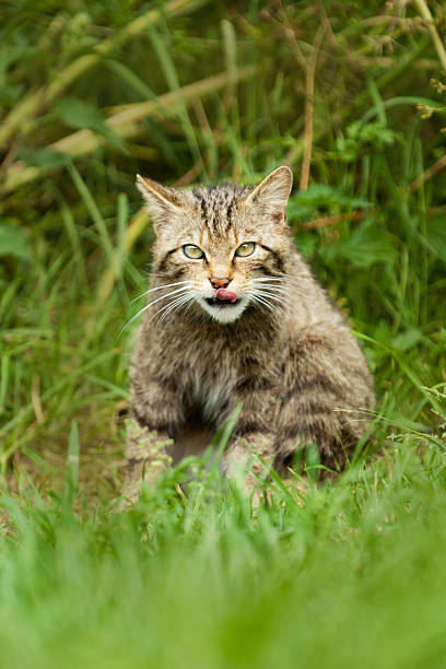 Scottish Wildcat licking his lips stock photo