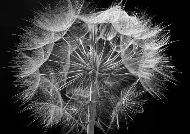 istock Dandelion Closeup In Black and white 184385156