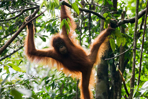 istock Orangutan in Borneo, Malaysia 184385317