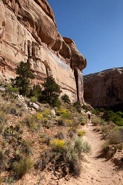 istock Steep canyon with hiker on trail Escalante National Monument 184385352