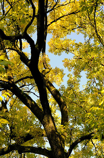 Autumn leaves Golden or yellow leaves on a Fraxinus excelsior 'Jaspidea' (Golden Ash) tree. Clear blue sky in the background. Upwards shot. fraxinus excelsior jaspidea stock pictures, royalty-free photos & images