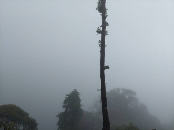 Dense trees in the forest with sunlight and a little mist
