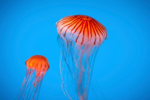Two orange jellyfish swimming in the blue sea