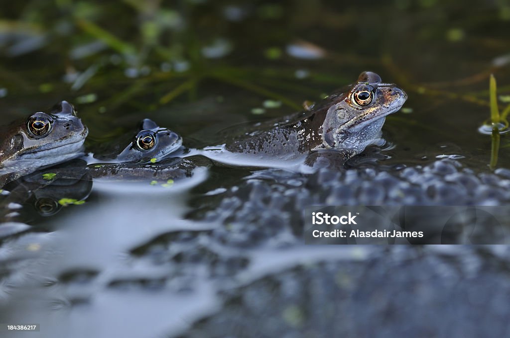 Три лягушек с создают - Стоковые фото Амфибия роялти-фри