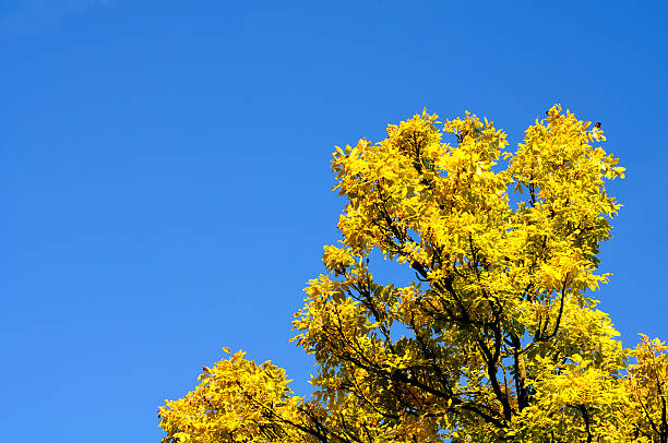 Autumn leaves Golden or yellow leaves on a Fraxinus excelsior 'Jaspidea' (Golden Ash) tree. Clear blue sky in the background. Upwards shot. Copy space on the left. fraxinus excelsior jaspidea stock pictures, royalty-free photos & images