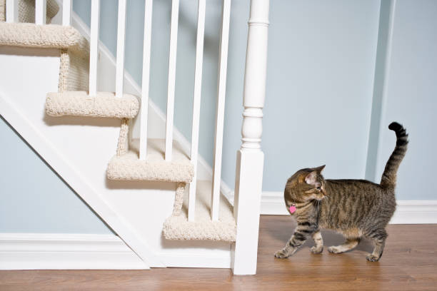 istock Cat on hardwood floors 184386855