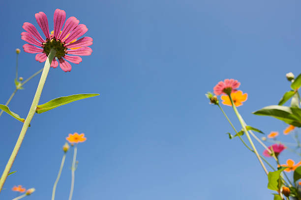 istock Beautiful wild flowers in a meadow. 184387035